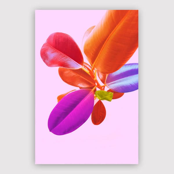 600x60-0DV_Arti.3_19.40_Keep-Growing_Pink-Pop-Rubber-Foliage