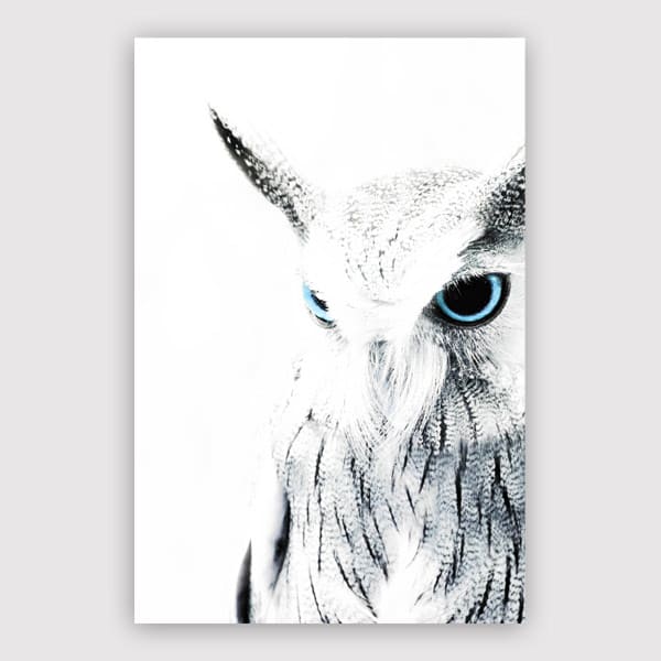 600x600-Owl-II