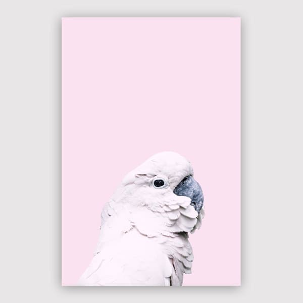 600x600-Pink-Cockatoo