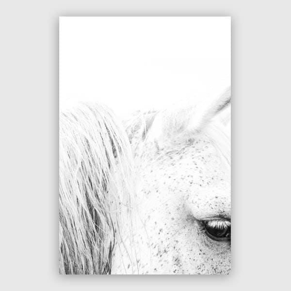 600x600-White-Horse-II