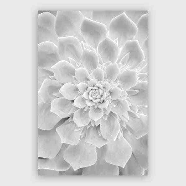 600x600-White-Succulent
