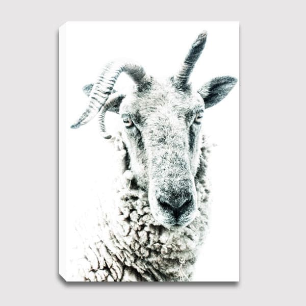 canvas-Sheep