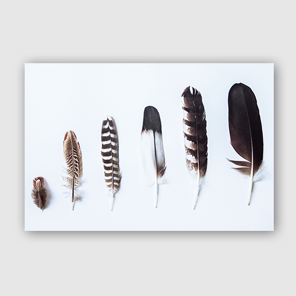 Feathers-Victoria-Frost-Art-Print-No-Matte